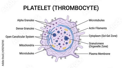 Fotografie Platelet Thrombocyte Anatomy Infographic