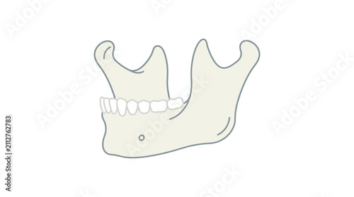 Konstfotografi Human Mandible Bone Vector Illustration