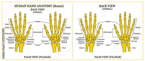 Bild auf Leinwand Human Hand Bone Anatomy Diagram