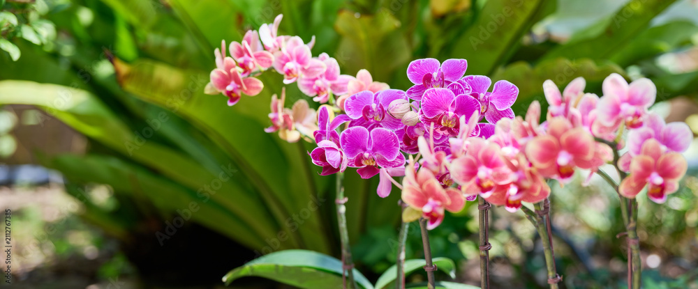 Fototapeta premium Pink and magenta Phalaenopsis orchids blooming in a lush tropical garden