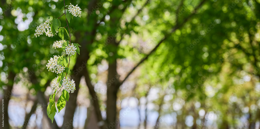 Fototapeta premium White bird cherry blossoms on a sunlit branch with green bokeh and copy space