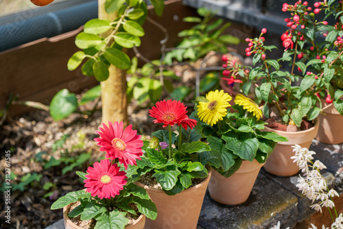 Colorful gerbera daisies blooming in flower pots at a sunny garden nursery