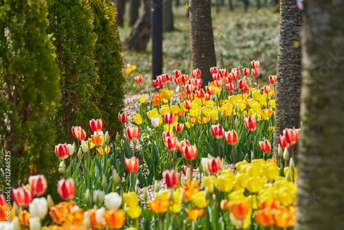 Colorful red yellow orange and white tulips blooming among trees in a sunny spring garden
