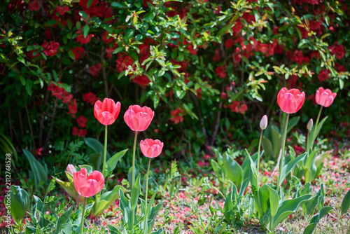 Pink tulips blooming in front of red azalea flowers in a sunny spring garden