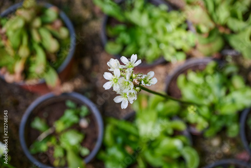 White Venus flytrap flowers blooming above potted carnivorous plants