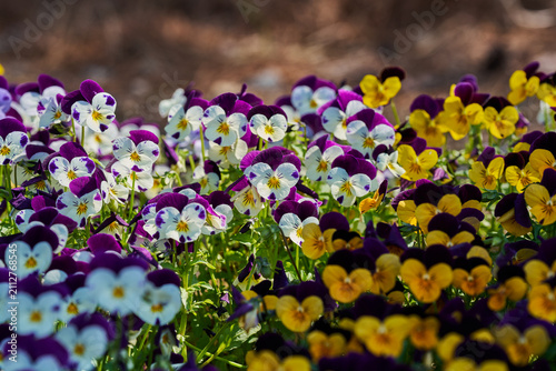 Purple white and yellow pansy flowers blooming together in a sunny spring garden