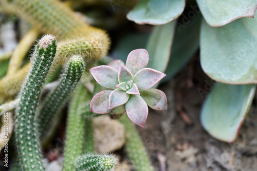 Pastel Graptopetalum pentandrum succulent growing among green cacti