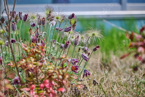 Purple Korean pasqueflowers and feathery seed heads in a sunny spring garden
