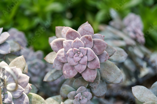 Pastel pink Graptopetalum pentandrum succulent plants with symmetrical leaf patterns