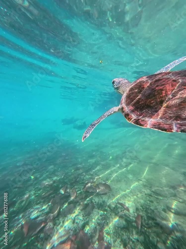 Sea Turtle Swimming in Crystal Clear Tropical Water