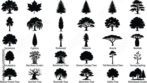 Different types of trees with names featuring sycamore cypress redwood sequoia acacia and baobab