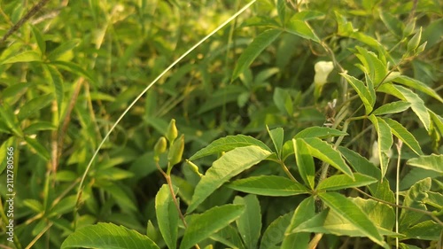 Close up view of green leaves with fresh rain water droplets in nature