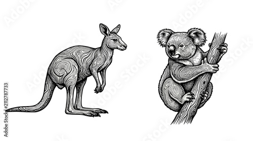Cuadro en lienzo Kangaroo and koala are illustrated in a detailed vintage engraving style to showcase Australian wildlife for educational or decorative print media