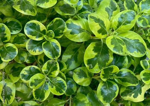 Green leaf background for monitor displays and other uses.