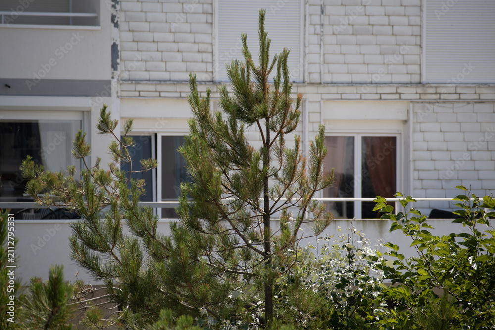 Obraz premium Young pine tree growing beside residential apartment building