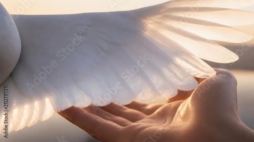 White Dove Wing Gently Resting on Open Human Hand at Sunset