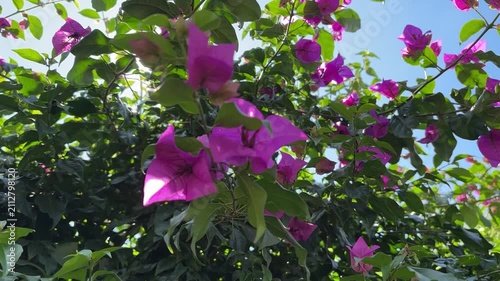 Vibrant purple bougainvillea flowers bloom against a clear blue sky