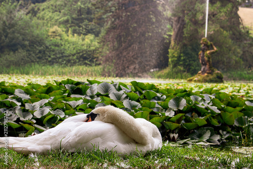Bild auf Leinwand Sleeping mute swan next to a lush pond