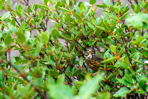 фотографія American Robin, Turdus migratorius, Fledgling in Tatshenshini-Alsek provincial p