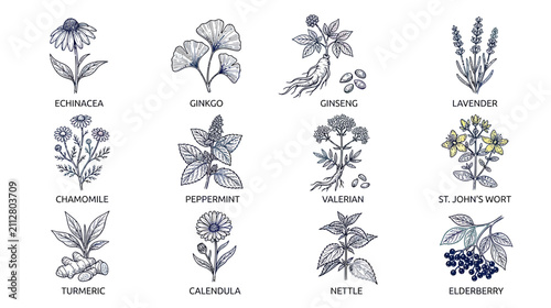 Foto Herbal Medicine Illustrations Collection