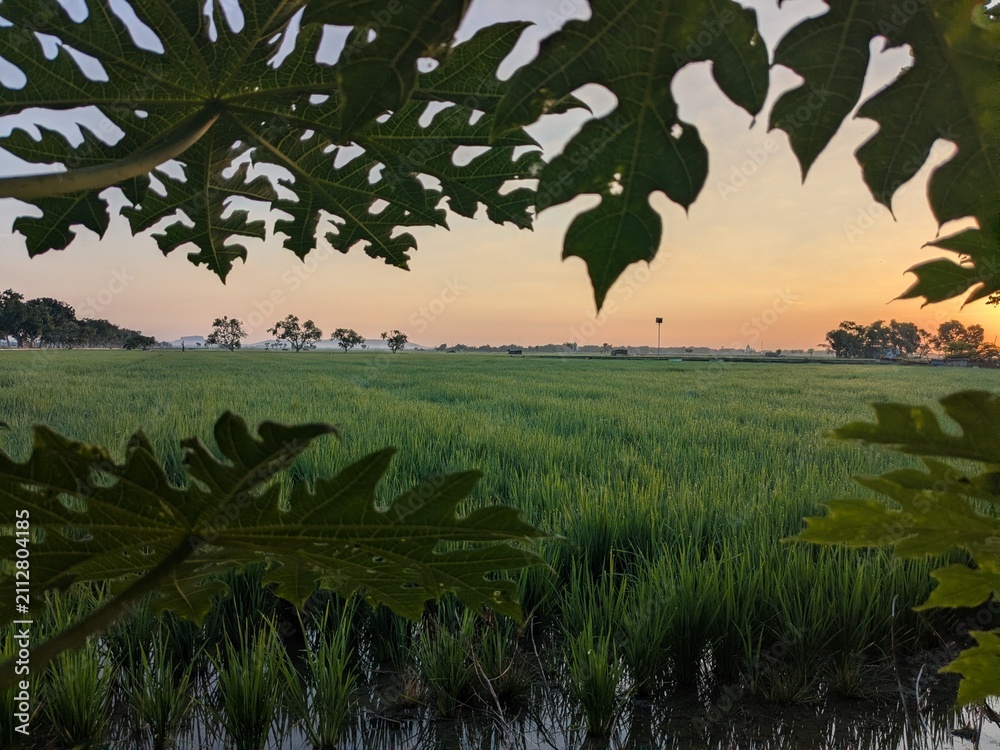 Fototapeta premium view of rice plants in the morning with orange clouds in the morning before sunrise