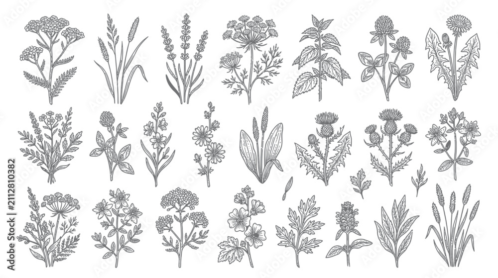 Fototapeta premium Vintage Botanical Illustrations of Wild Herbs and Flowers