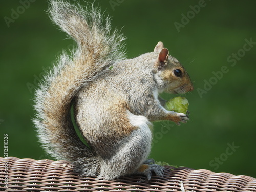 american grey squirrel (Sciurus carolinensis) eating a peach