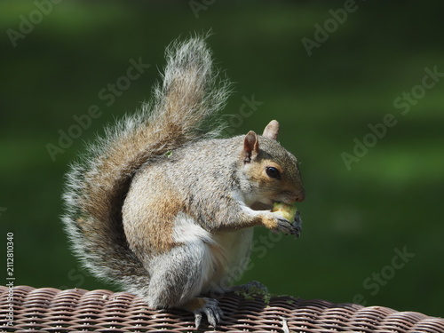 american grey squirrel (Sciurus carolinensis) eating a peach