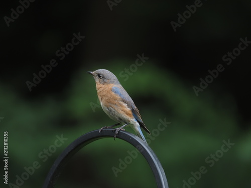 female eastern bluebird (Sialia sialis) perched on pole