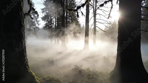 Sunbeams through thick mist in a forest. Sun rays through mist in a wooded area for environmental concepts