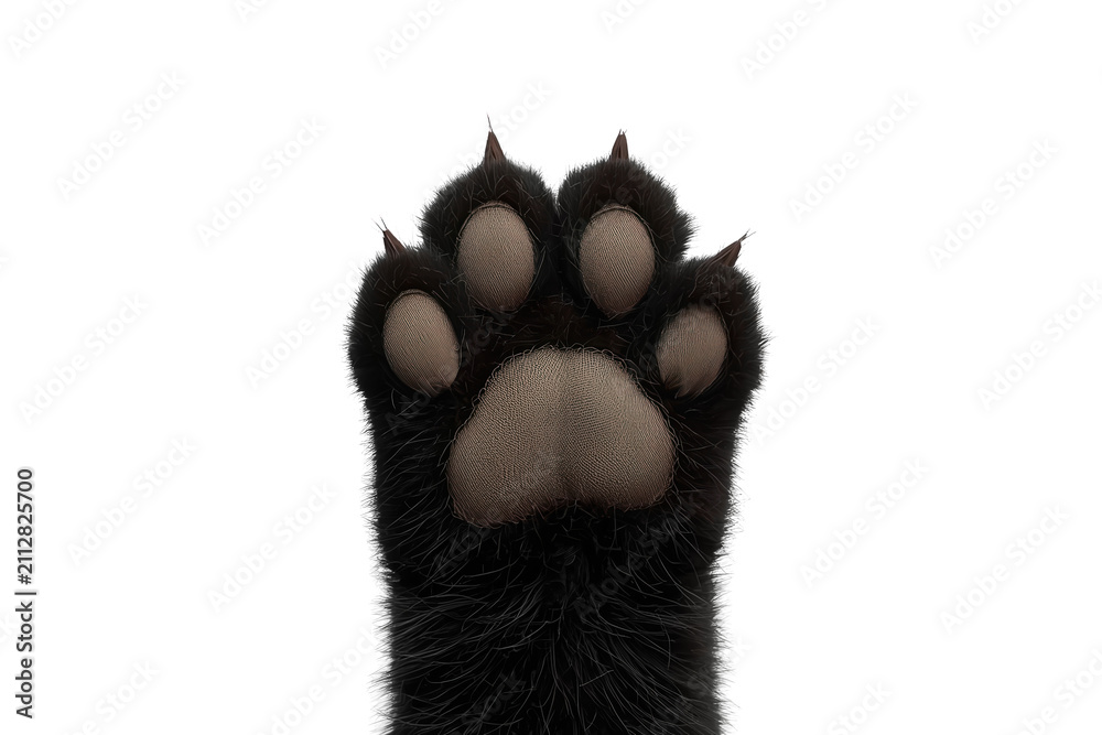 Naklejka premium Black cat paw with soft pads raised