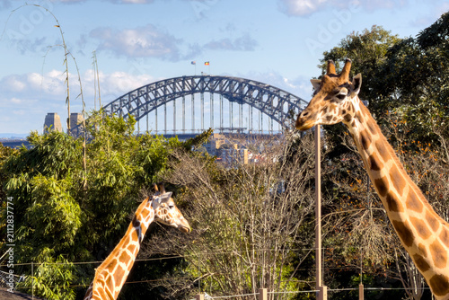 Quadro su tela Giraffes at Sydney Zoo with the Sydney Harbour Bridge in the background, showcasing wildlife and one of Australia's most iconic landmarks