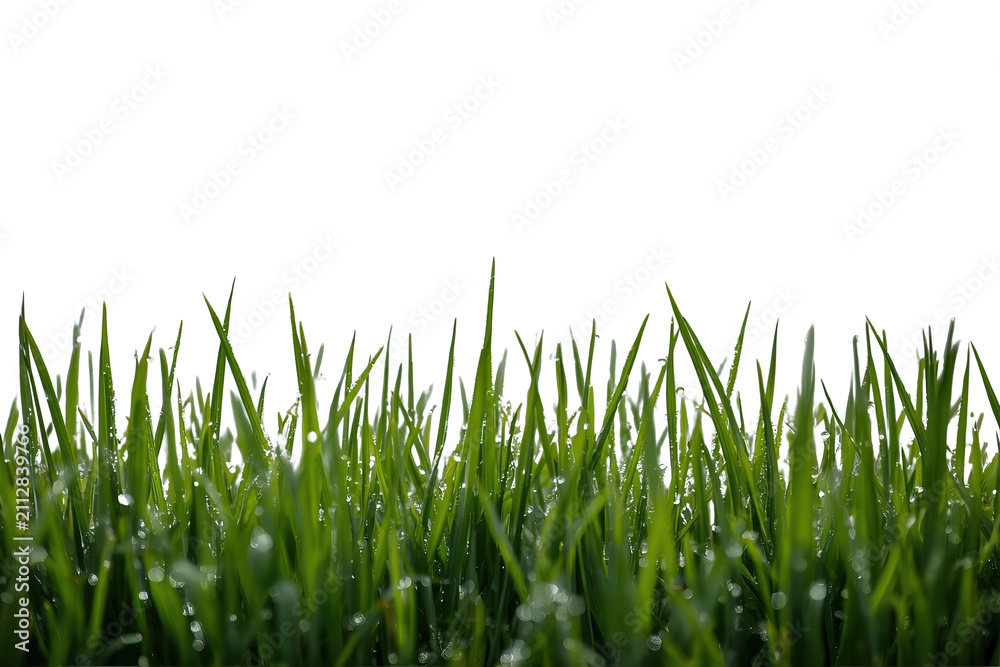 Fototapeta premium Dense fresh grass border with upright blades