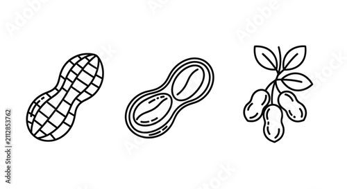 Peanut Illustrations Linear Style On White Background