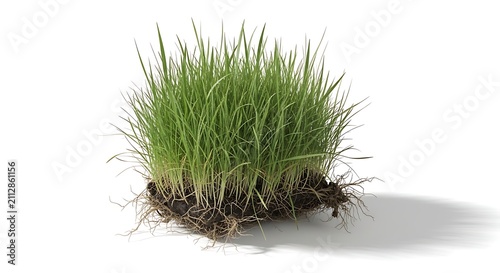 Green grass clump with roots. Isolated turf patch with soil on white background.