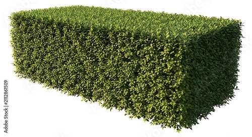 Rectangular green hedge isolated on white. Trimmed garden bush for landscaping design.