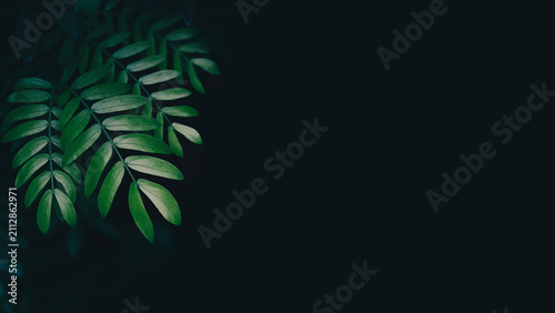Dark moody green leaves background with copy space