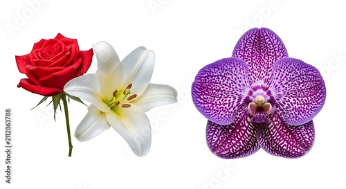 Red rose, white lily and purple orchid. Beautiful floral collection isolated on white.