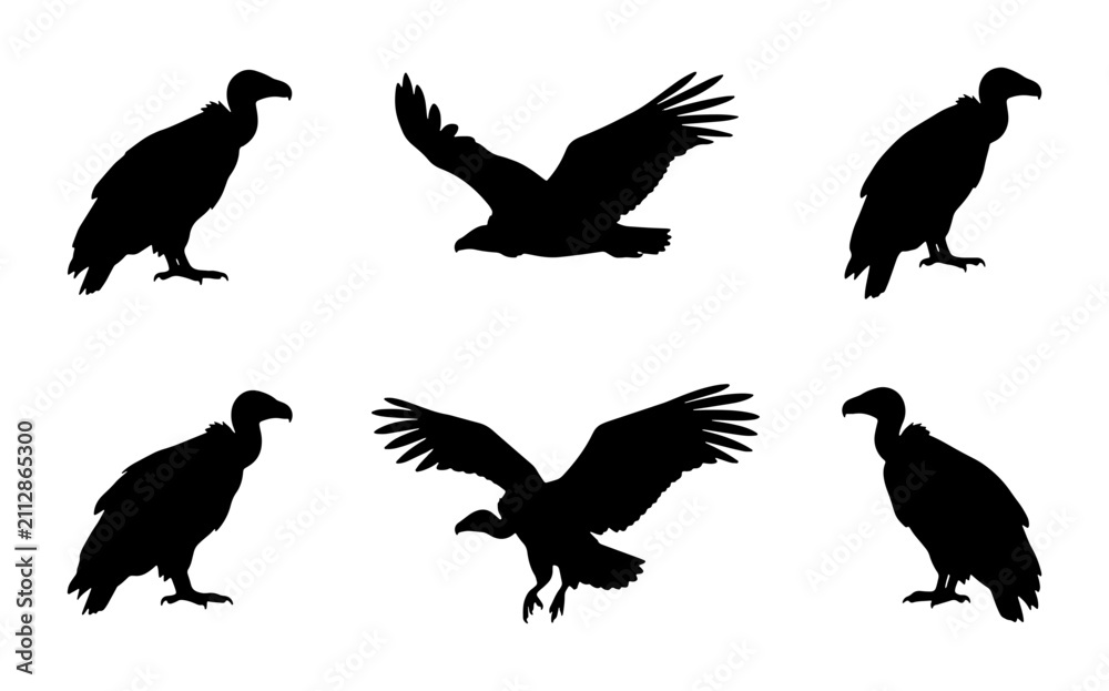 Fototapeta premium Vulture Silhouettes Collection: Flying and Standing Bird Poses, Black Vector Graphics