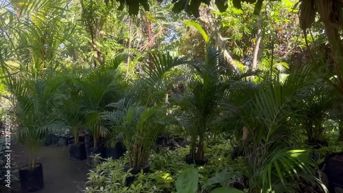 Tropical Golden Palm Plant for Landscape and Home Decoration