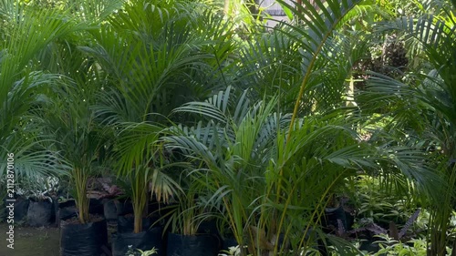 Golden Areca Palm (Dypsis lutescens) Tropical Ornamental Plant Swaying in Natural Garden Light