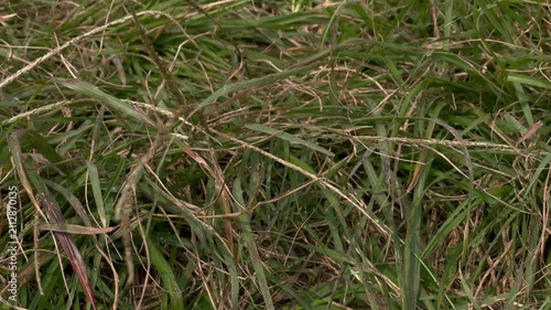 Green Grass Lawn Texture with Foot Traffic, Natural Turf Background