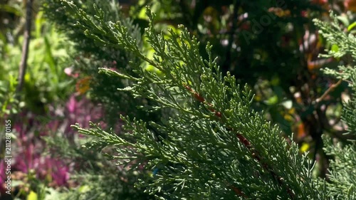 Evergreen Pine Tree Shoots Moving Softly in the Breeze