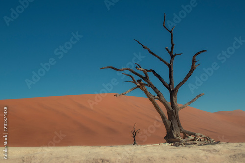 Iconic dead trees rise from the white salt and clay pan of Sossusvlei, surrounded by massive red dunes in the Namib Desert. A breathtaking symbol of Namibia’s unique landscapes and natural beauty.