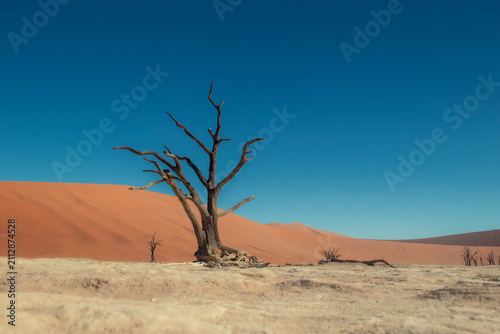 Iconic dead trees rise from the white salt and clay pan of Sossusvlei, surrounded by massive red dunes in the Namib Desert. A breathtaking symbol of Namibia’s unique landscapes and natural beauty.