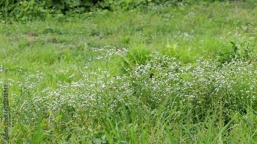 野原に咲いた花の風景
