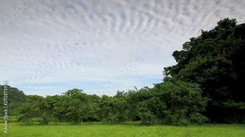 新緑に覆われた夏の山と空の風景