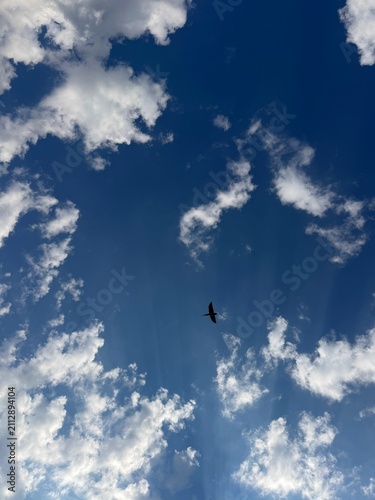 Photography Blue sky with fluffy clouds and flying swallow vertical