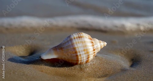 Seashell Washed Ashore on Sandy Beach with Gentle Ocean Foam Waves.
