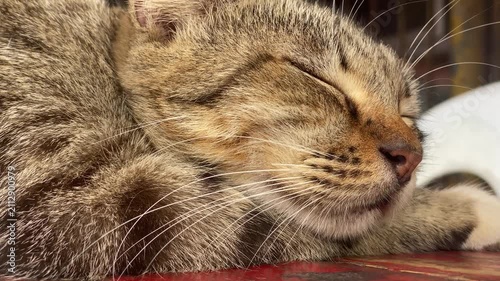 tabby cat is peacefully resting with its eyes closed, sleeping on a rustic, red-painted wooden surface. Close up
